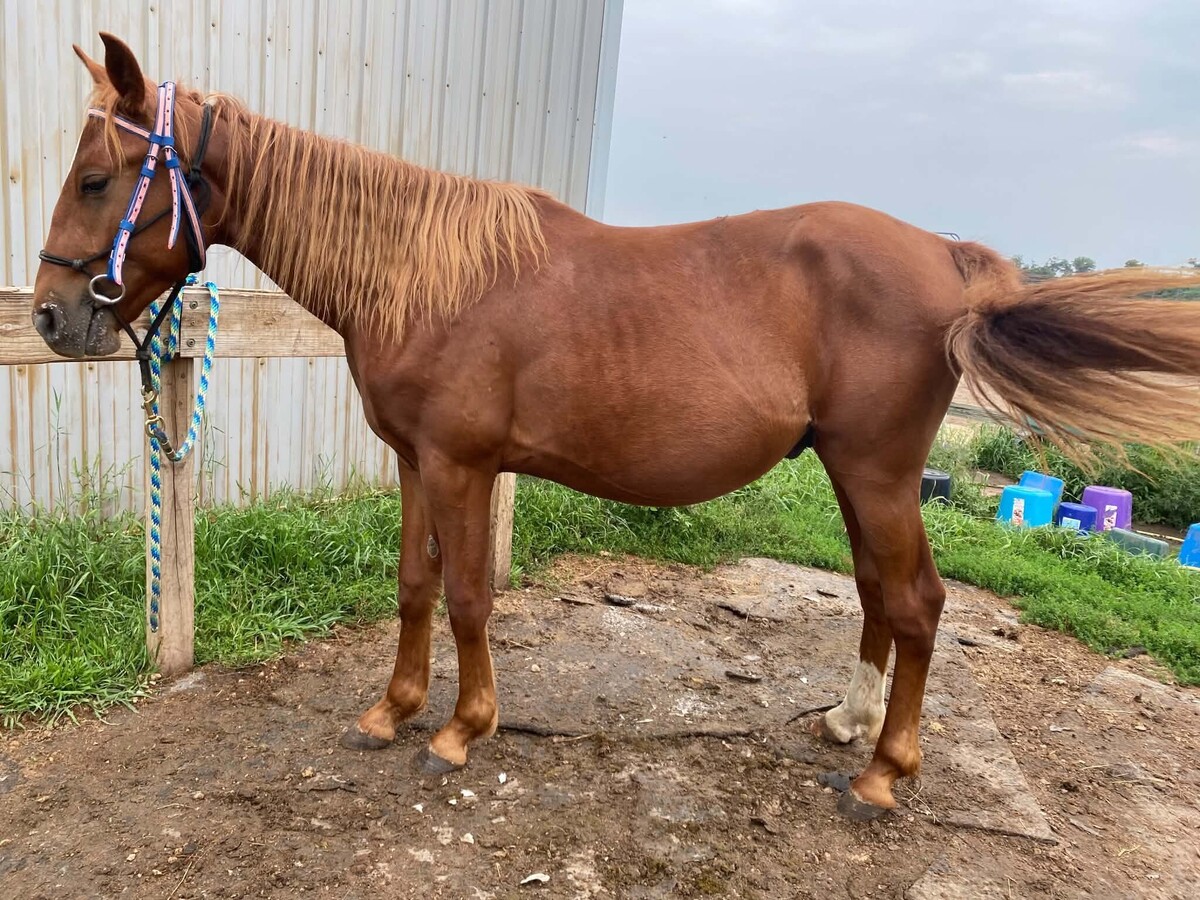 Squirt, 2yo Standardbred/Pony gelding, 13.2hh