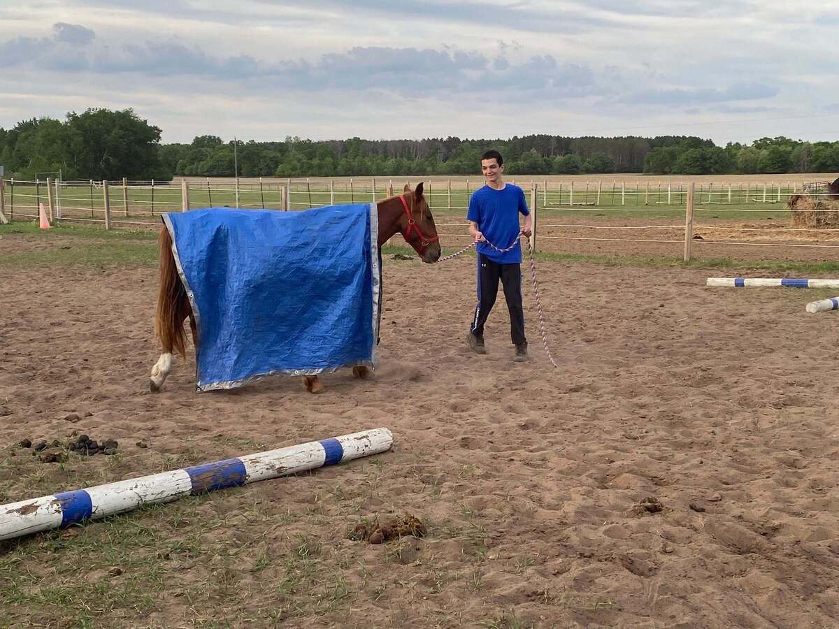 Squirt, 2yo Standardbred/Pony gelding, 13.2hh