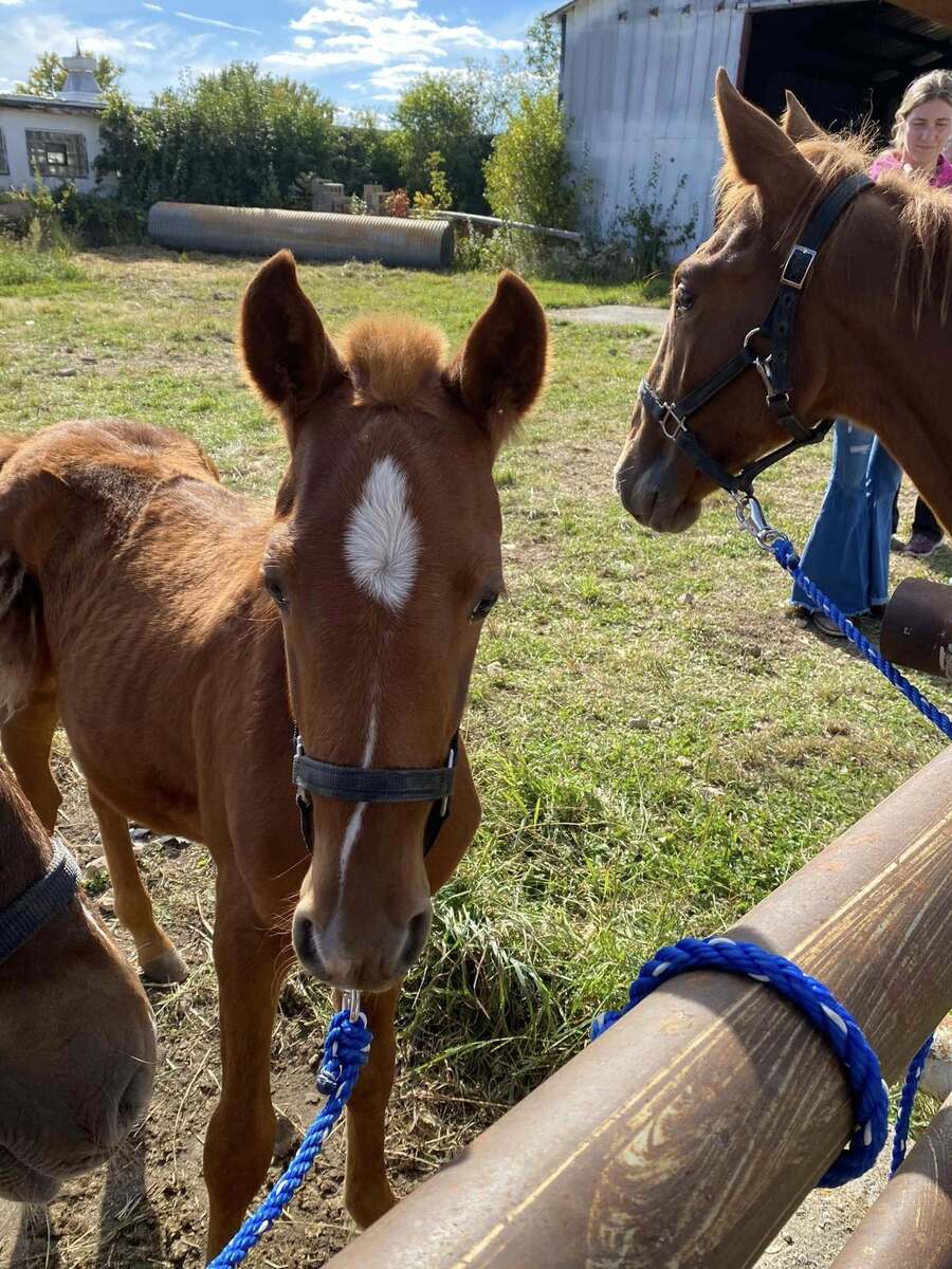 Squirt, 2yo Standardbred/Pony gelding, 13.2hh