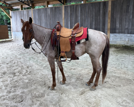 PEPTOS LITTLE BROW (Rooster), 4yo AQHA Quarter Horse colt, 13.3hh