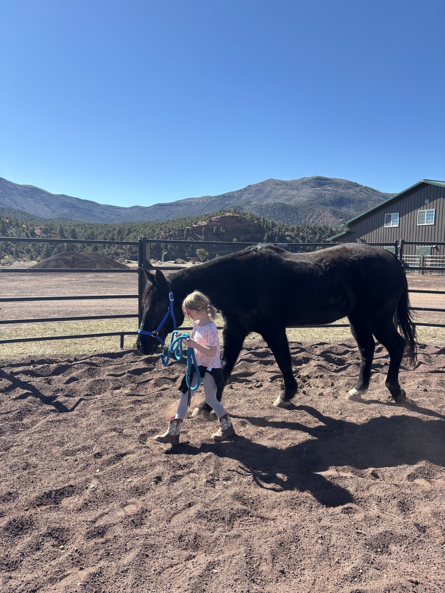Cody, 30yo gelding, 15.0hh