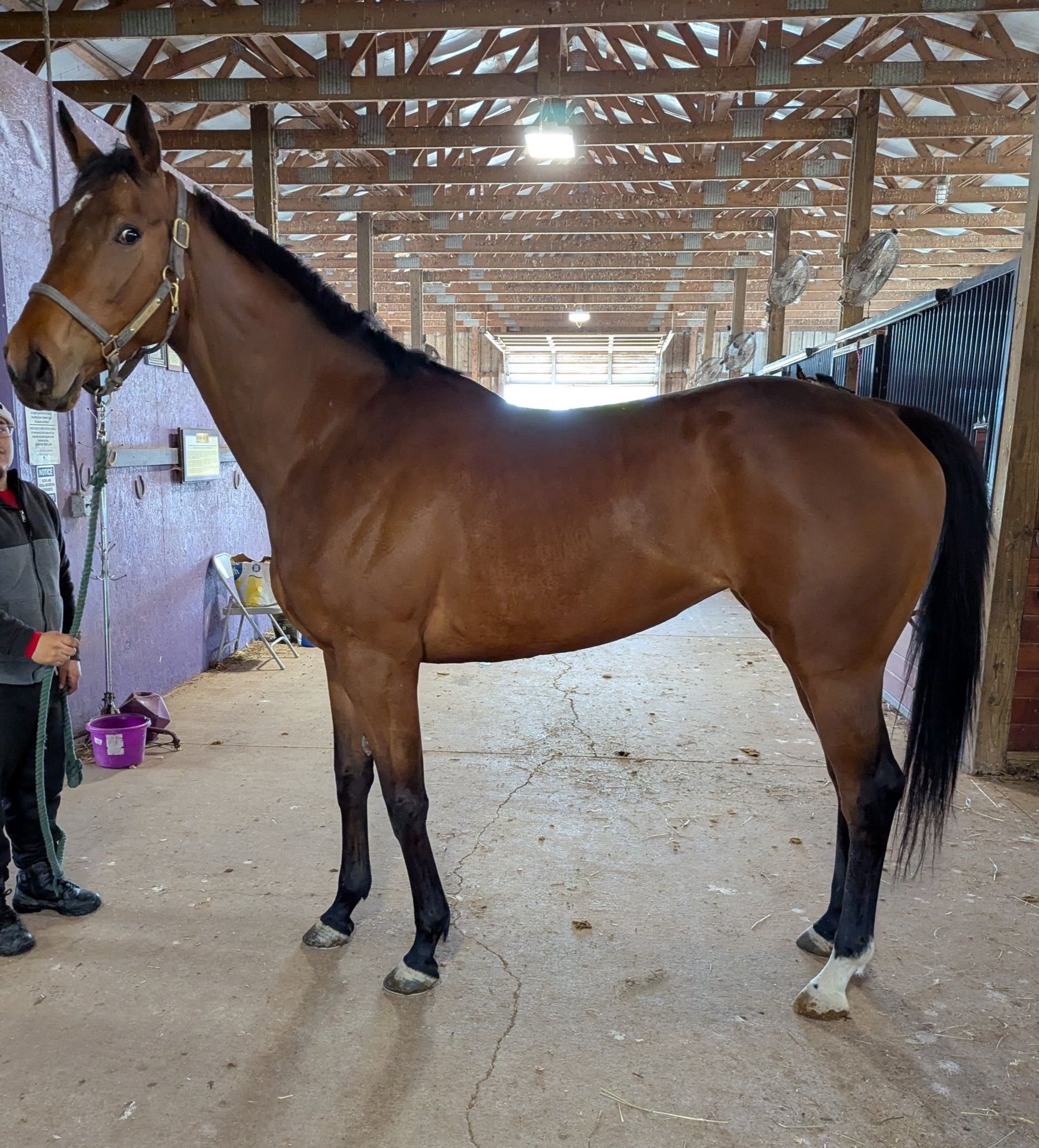 Quartnect, 4yo Thoroughbred mare, 16.3hh