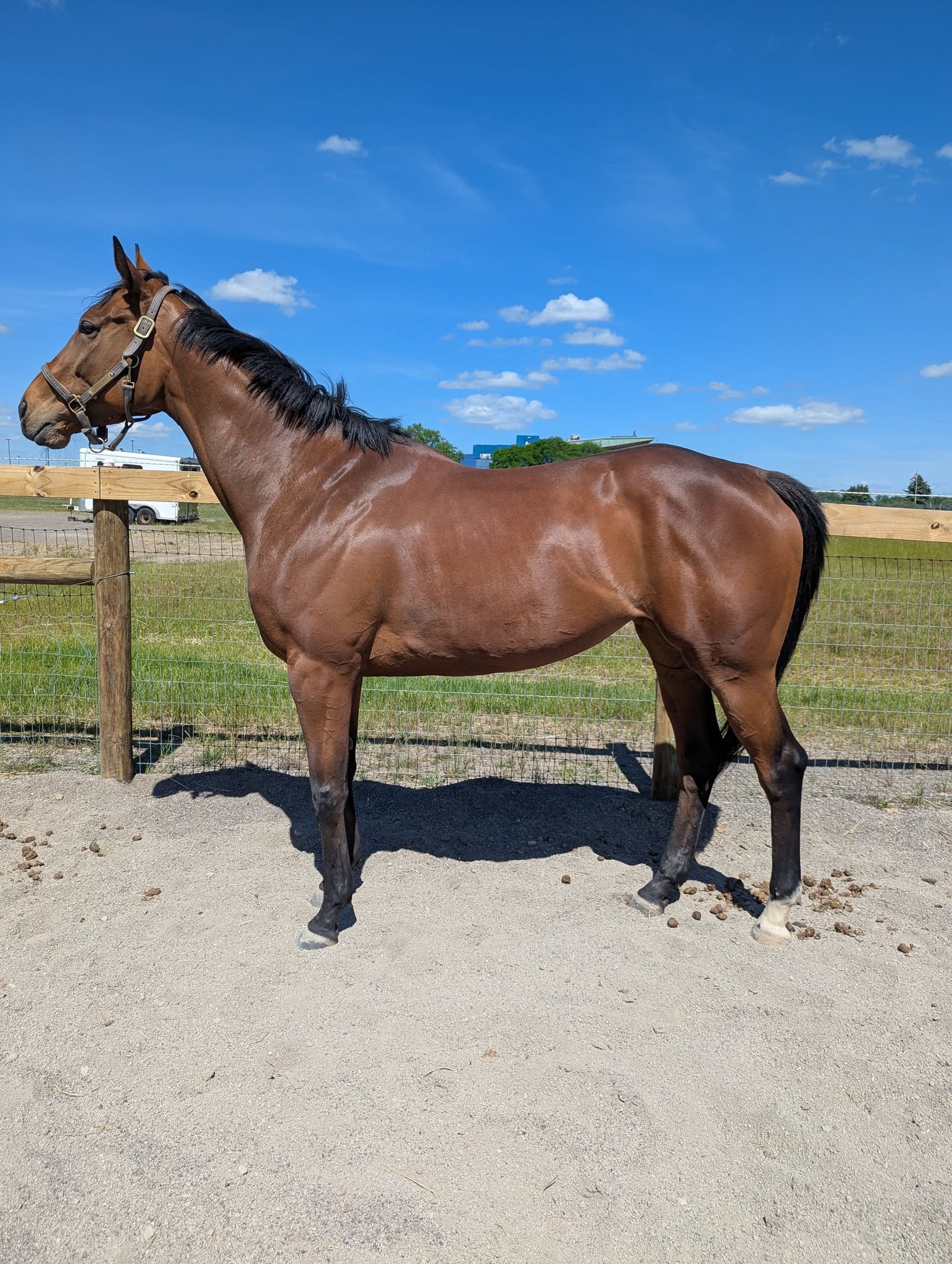 Quartnect, 4yo Thoroughbred mare, 16.3hh