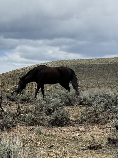 Lady, 10yo Tennessee Walker mare, 15.2hh