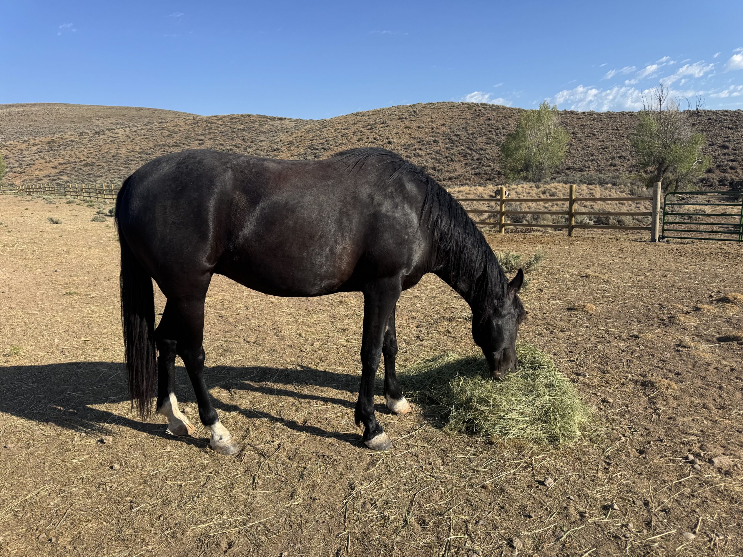 Lady, 10yo Tennessee Walker mare, 15.2hh