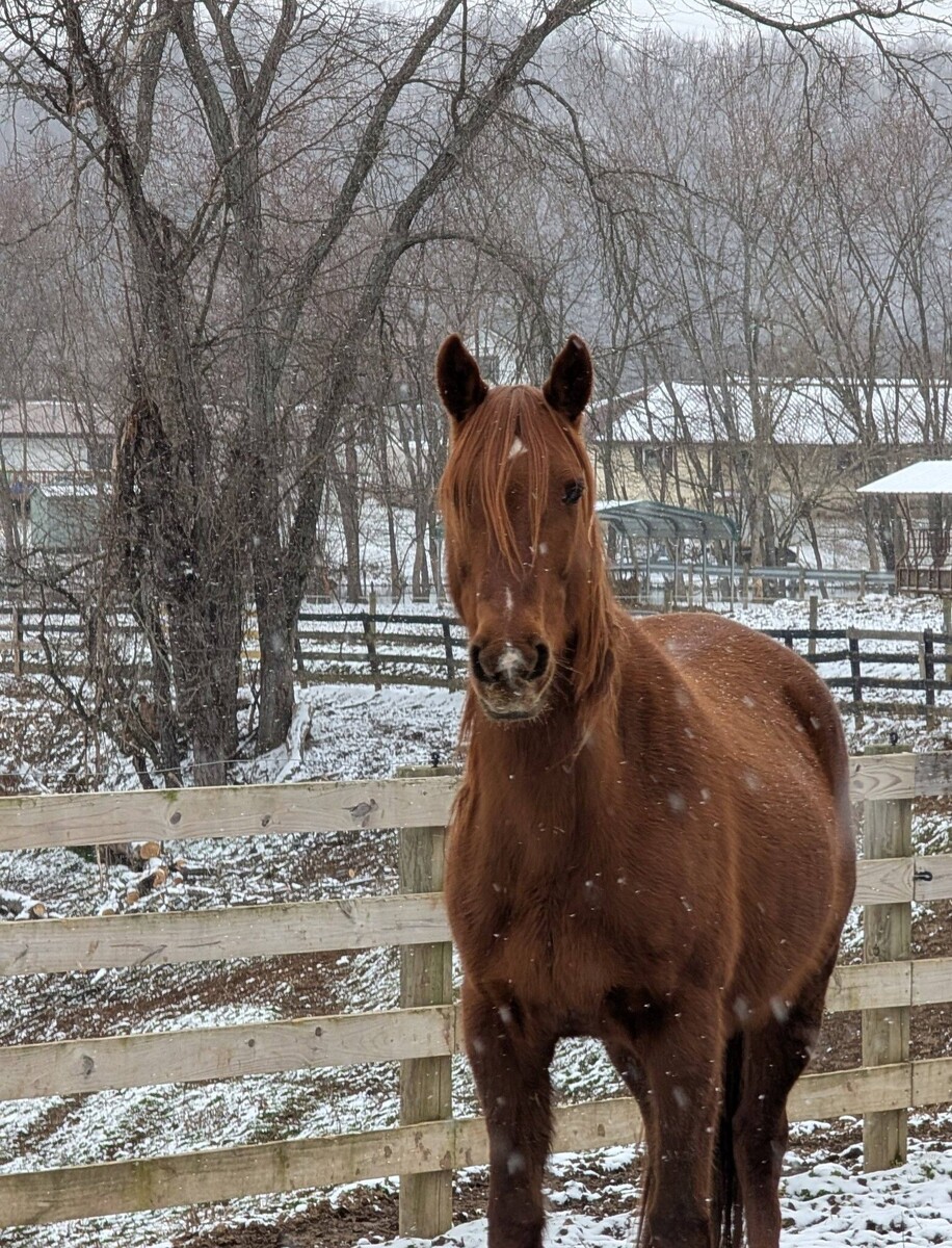 Charisma, 11yo Other mare, 14.3hh