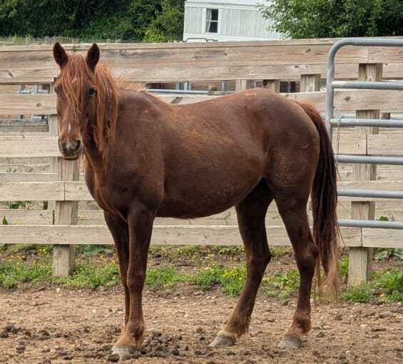 Charisma, 11yo Other mare, 14.3hh