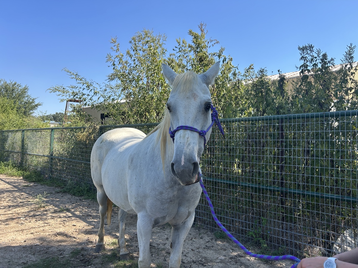 Trista, 17yo mare, 15.2hh