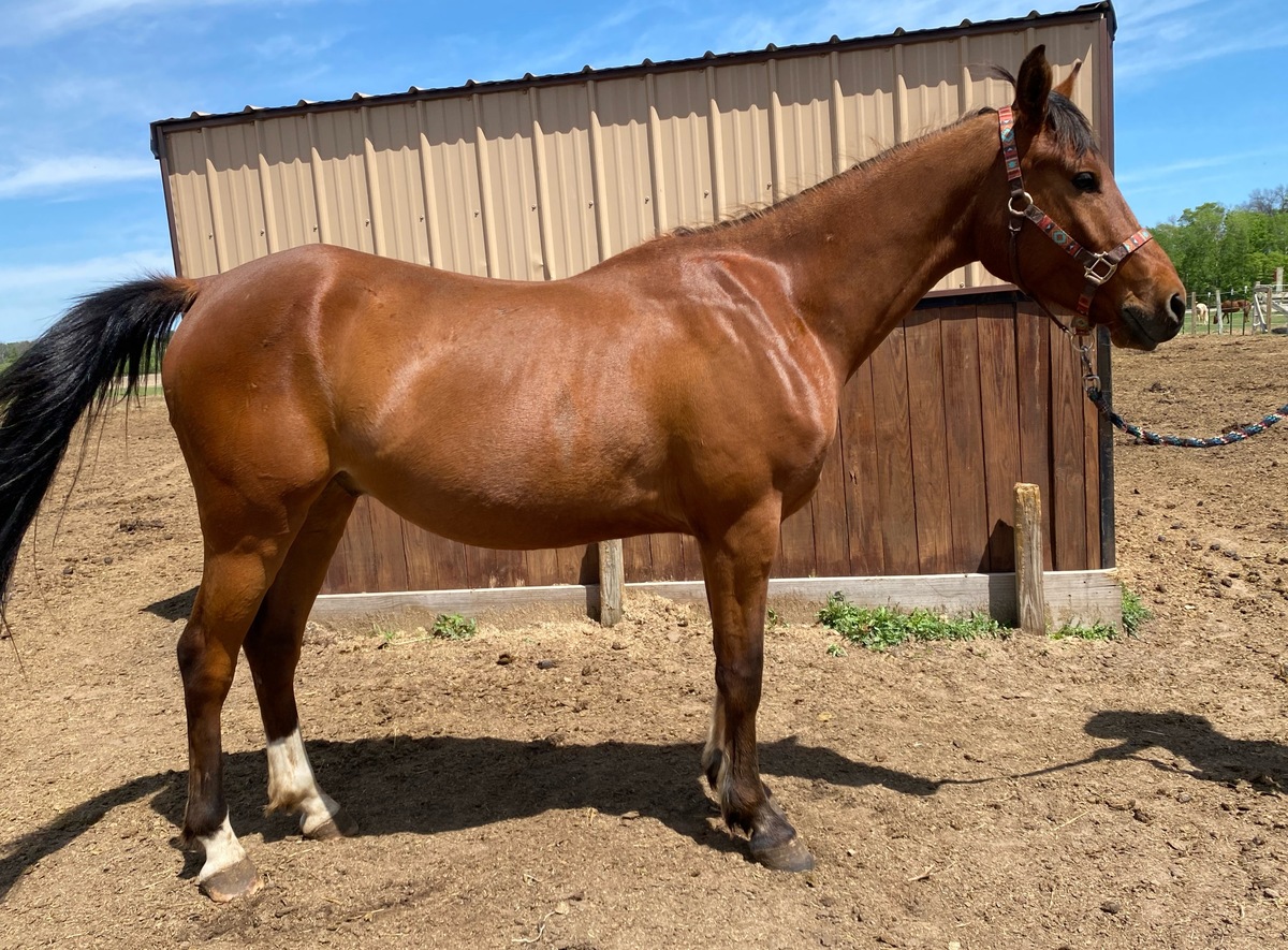 Doodle, 4yo Arabian gelding, 14.2hh