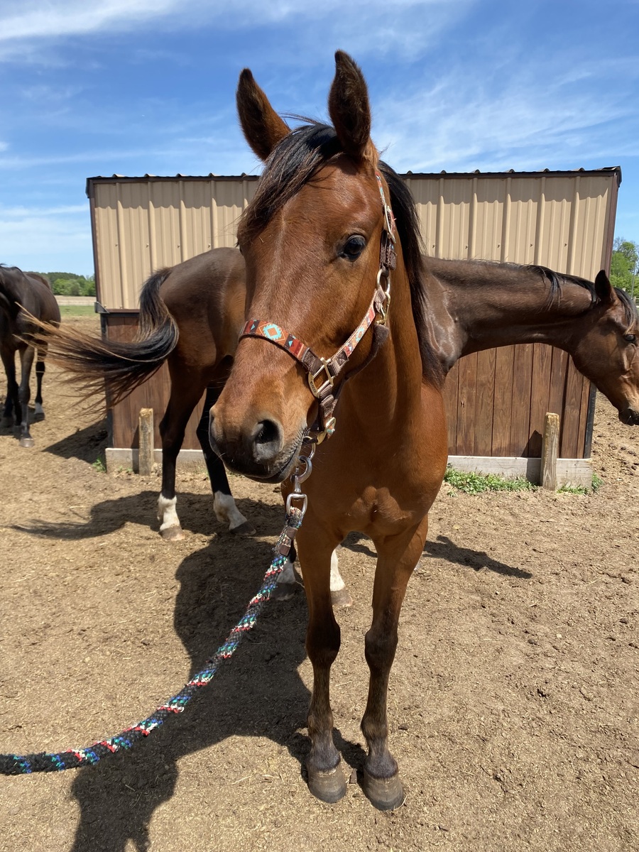 Doodle, 4yo Arabian gelding, 14.2hh