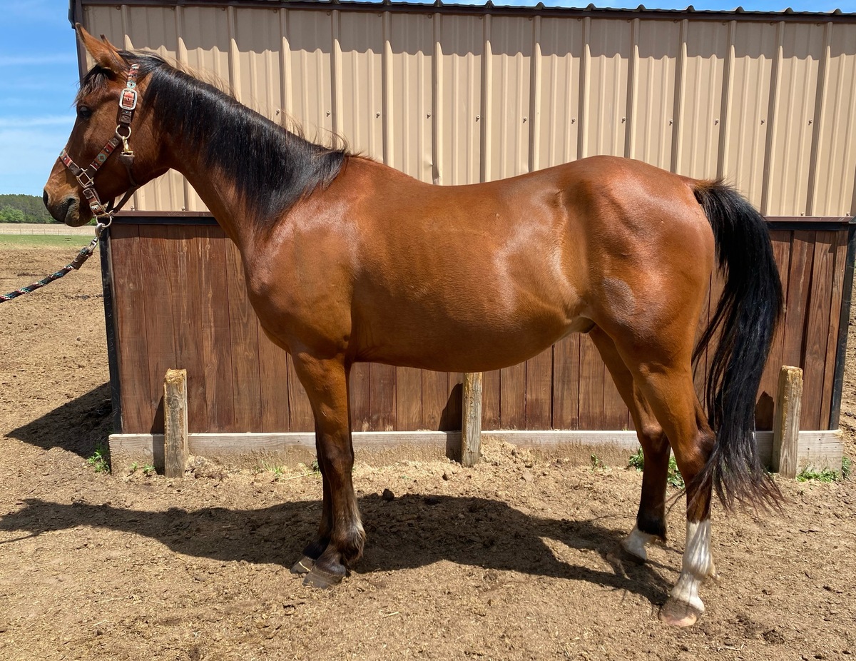 Doodle, 4yo Arabian gelding, 14.2hh