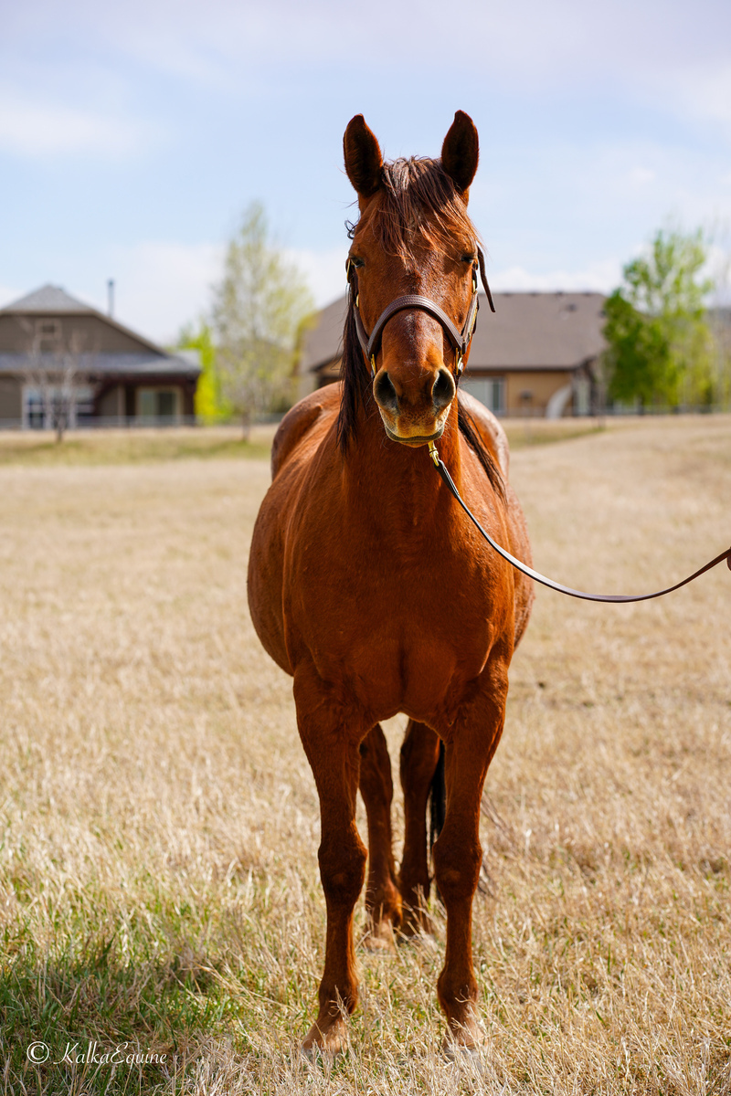 Carbonara, 6yo mare, 14.1hh