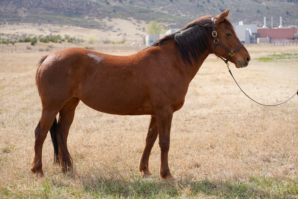 Carbonara, 6yo mare, 14.1hh