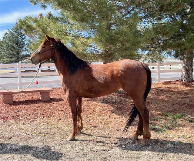 Carbonara, 6yo mare, 14.1hh