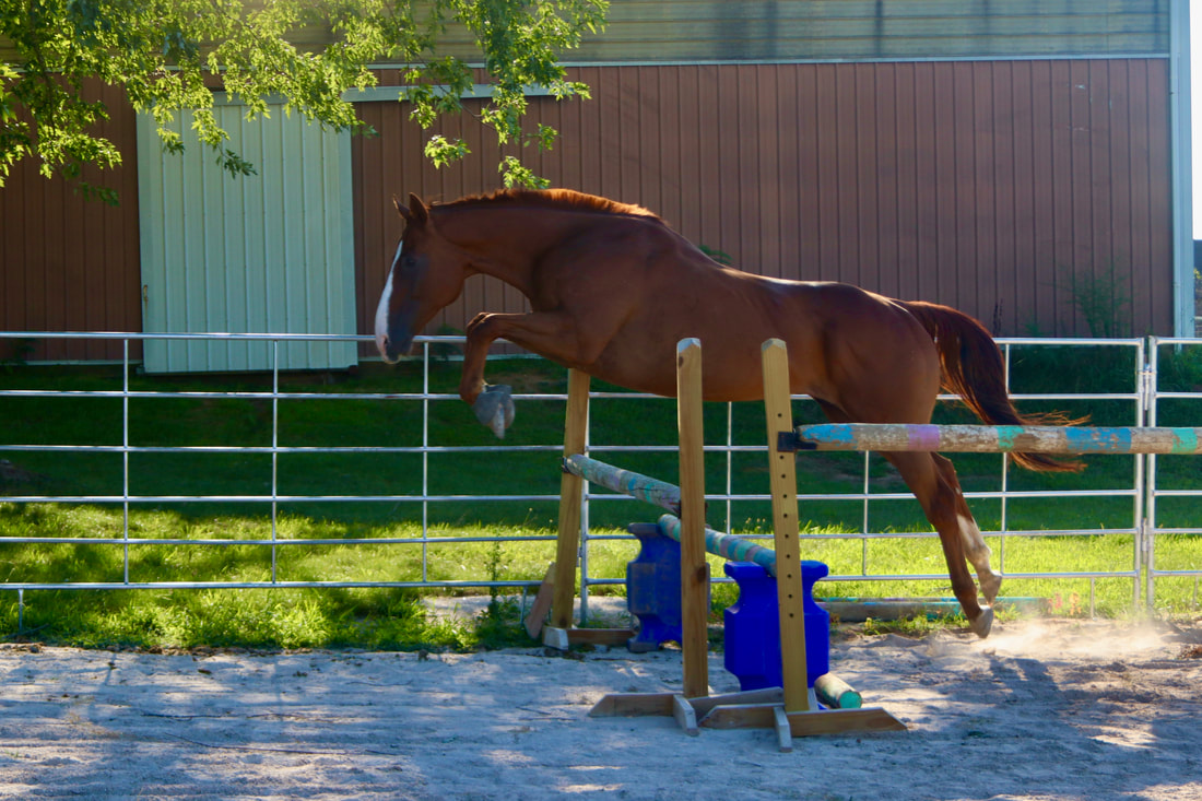 Arthur, 12yo Thoroughbred gelding, 16.2hh