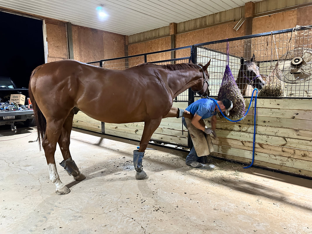 Arthur, 12yo Thoroughbred gelding, 16.2hh
