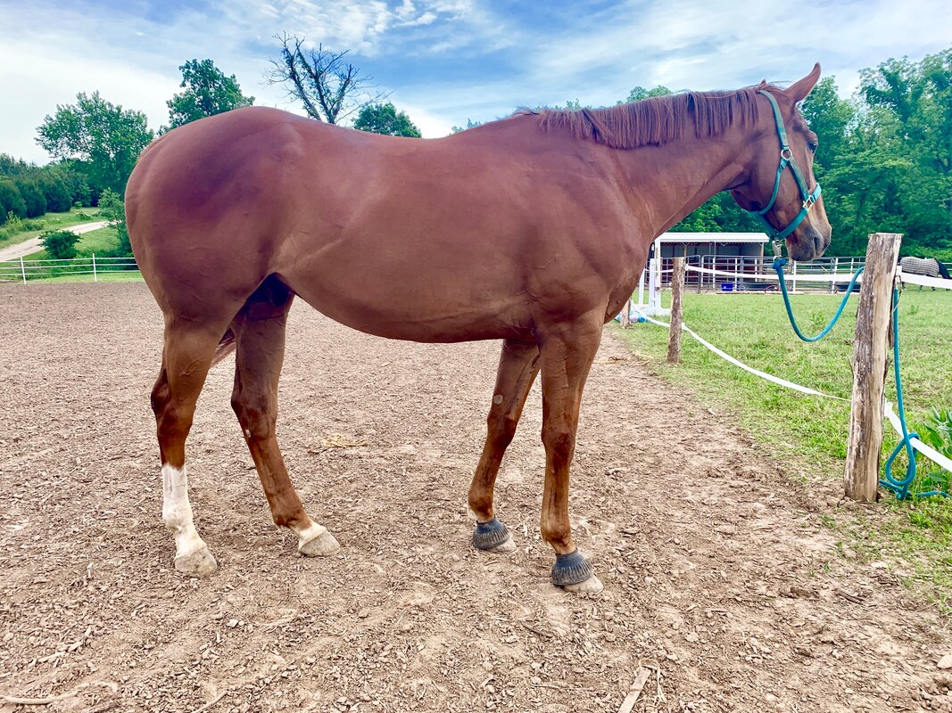 Arthur, 12yo Thoroughbred gelding, 16.2hh