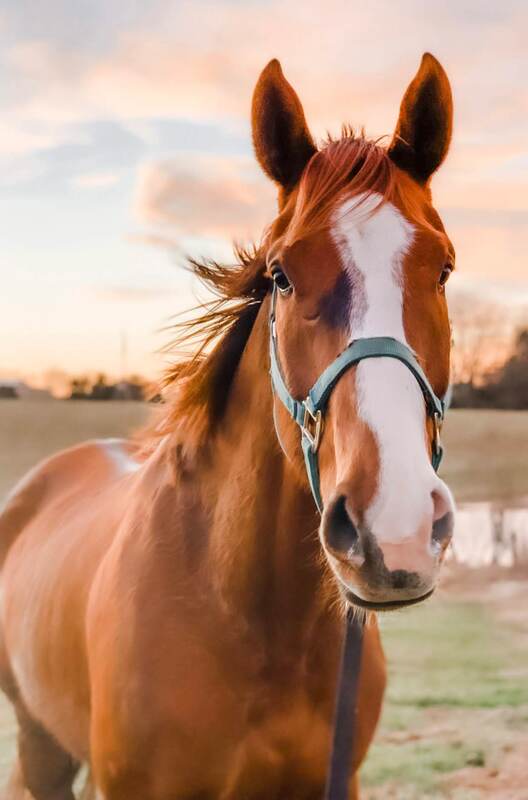 Arthur, 12yo Thoroughbred gelding, 16.2hh