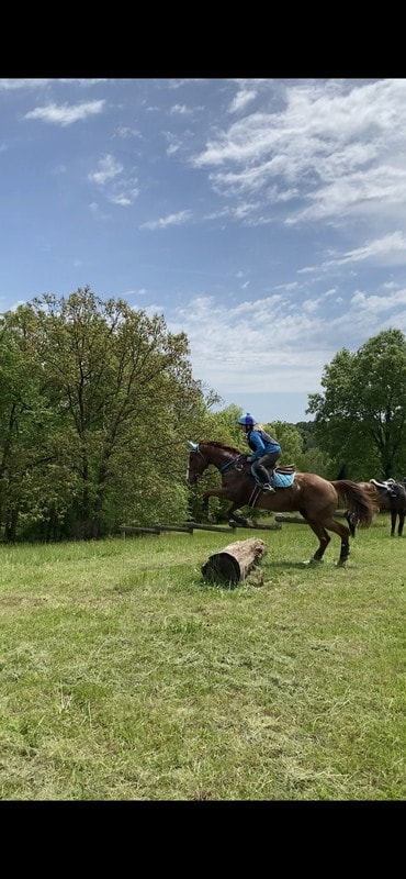 Arthur, 12yo Thoroughbred gelding, 16.2hh