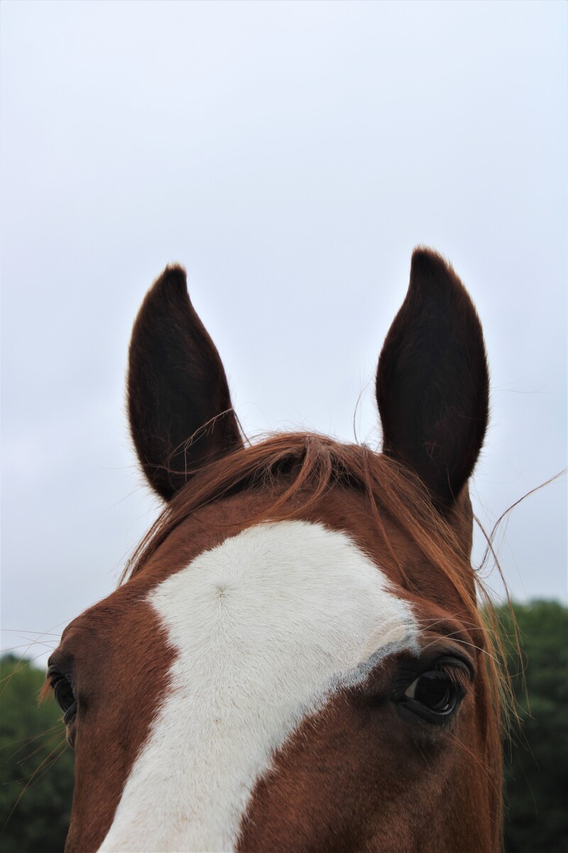Praline, 18yo mare, 14.3hh