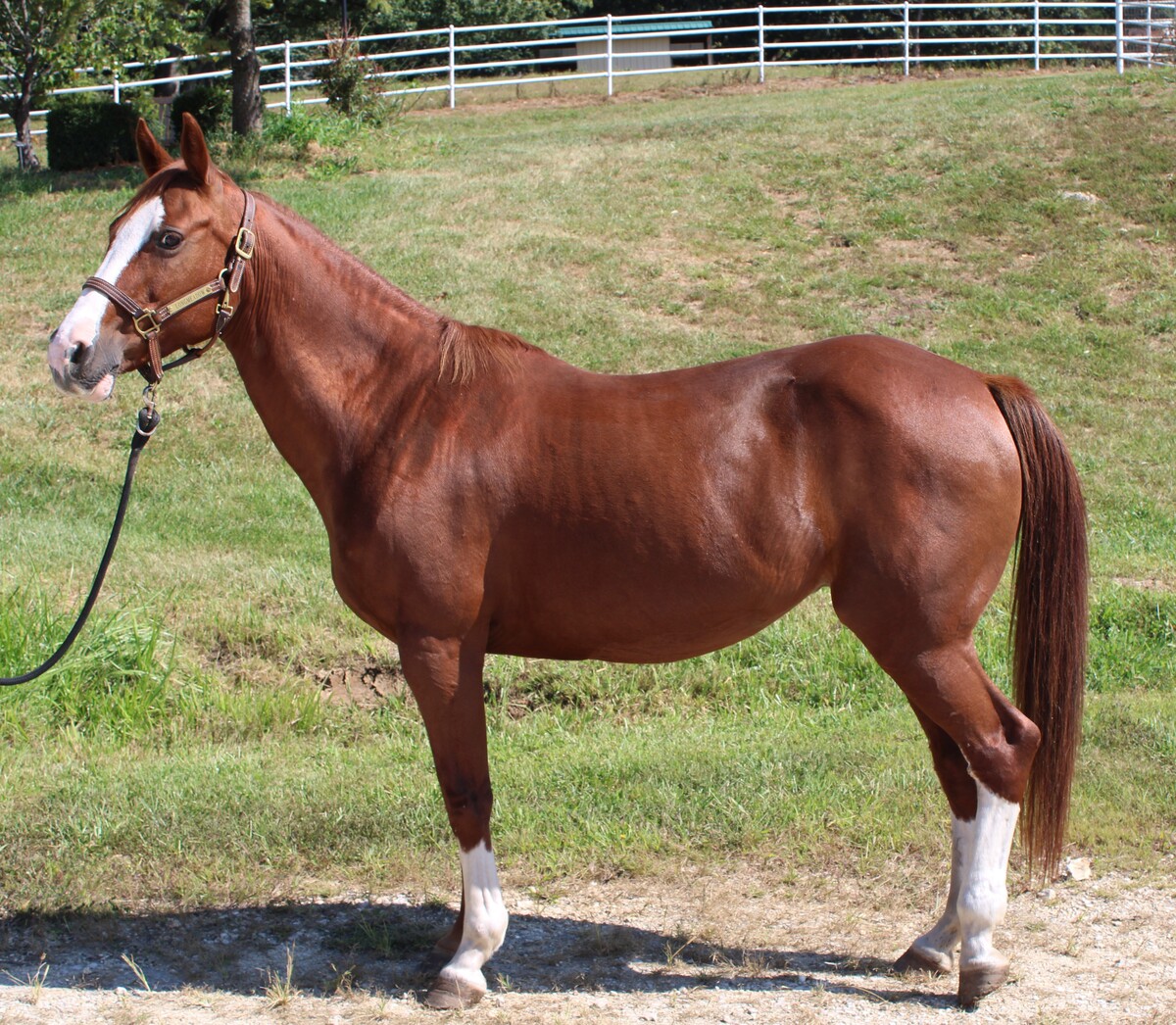 Praline, 18yo mare, 14.3hh