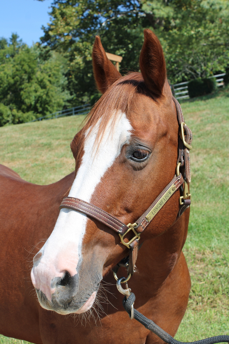 Praline, 18yo mare, 14.3hh