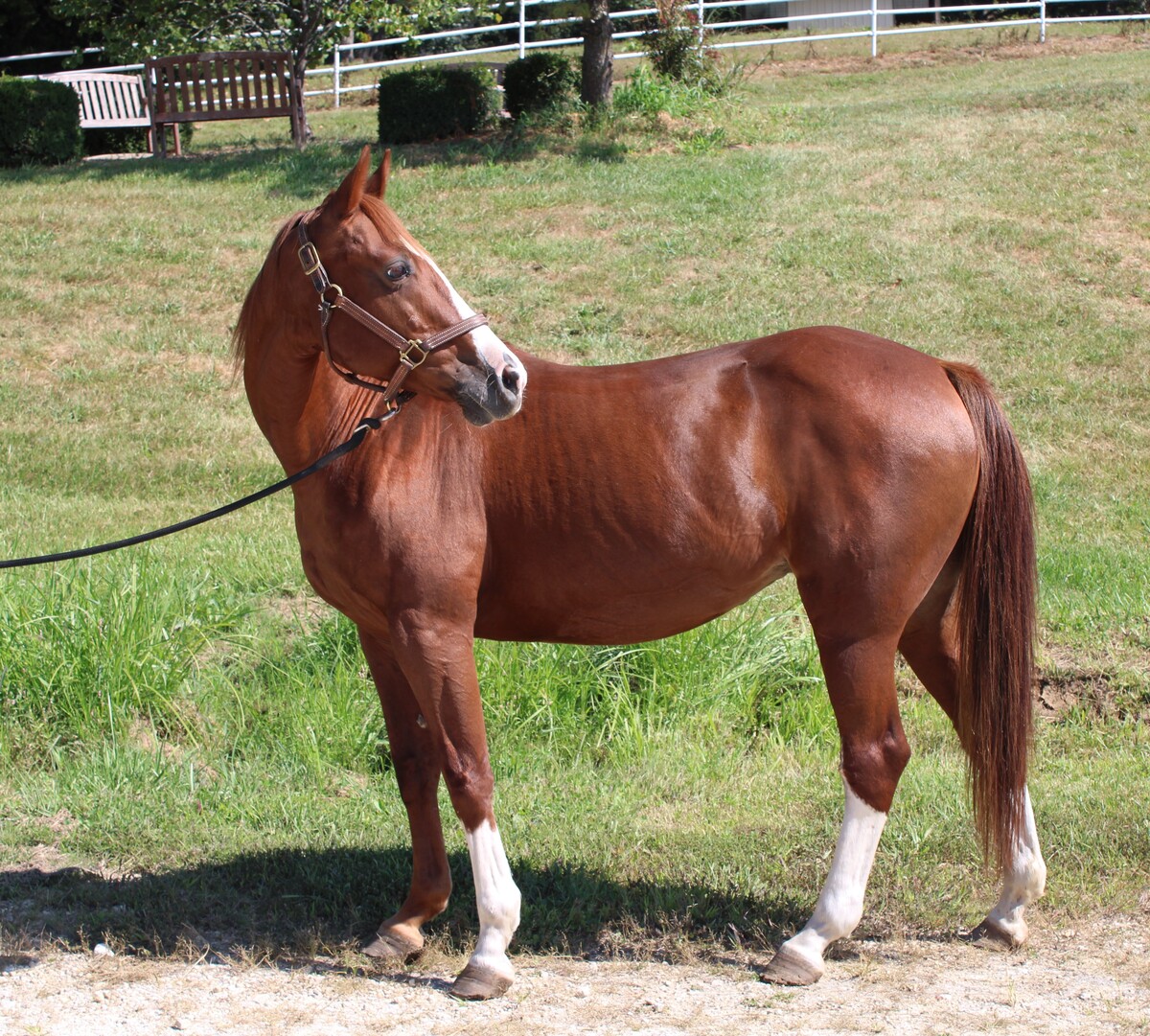 Praline, 18yo mare, 14.3hh