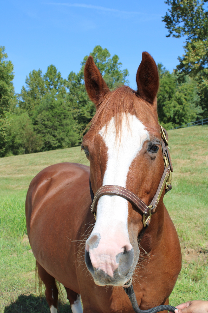 Praline, 18yo mare, 14.3hh