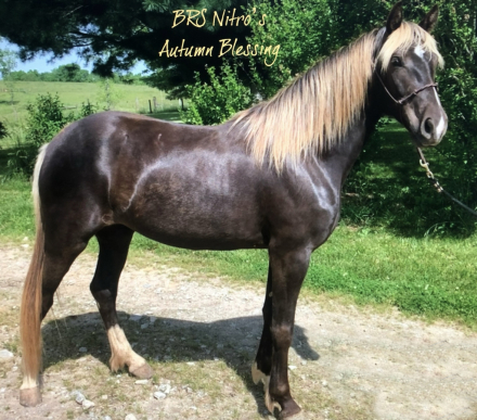 BRS Nitros Autumn Blessing (Kizzi), 9yo Rocky Mountain Horse mare, 15.2hh