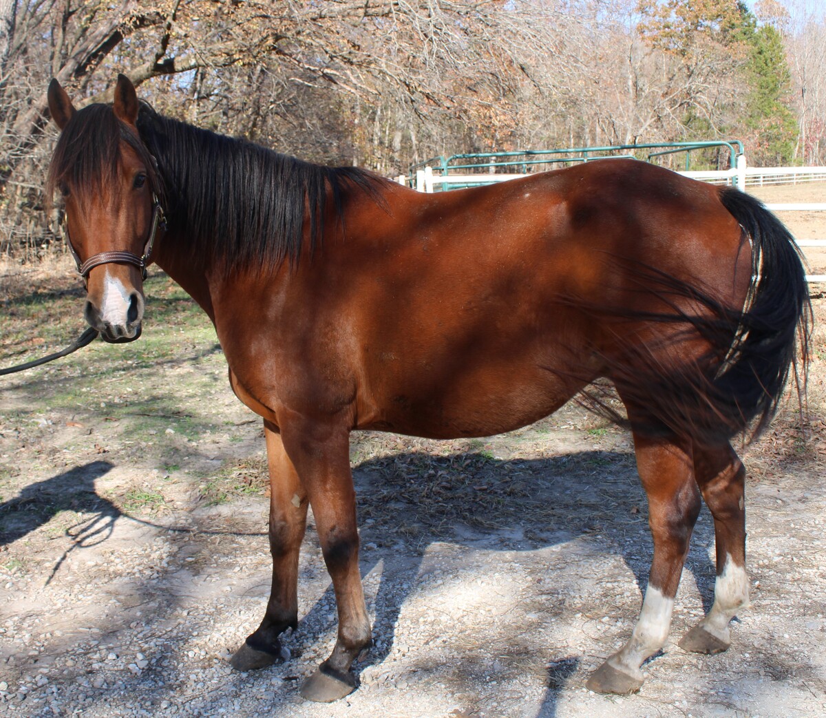 Lloyd, 5yo gelding, 15.2hh
