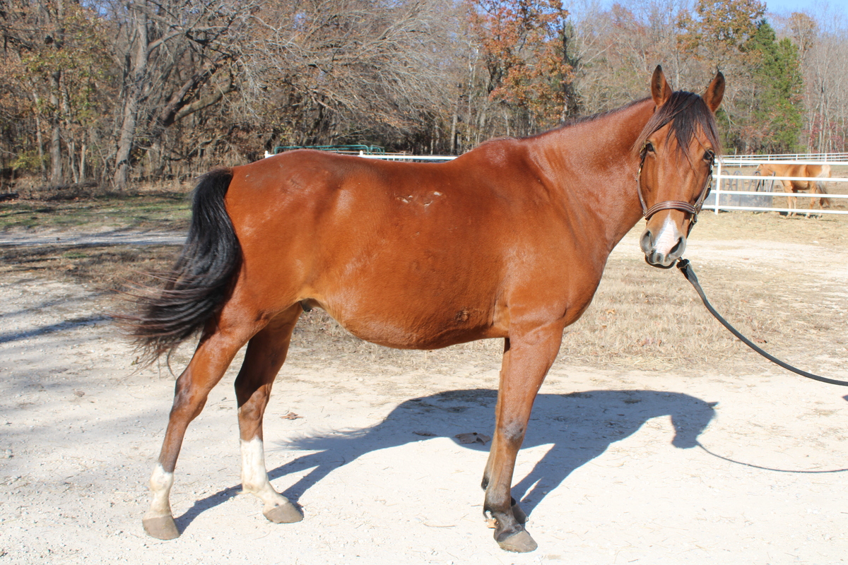 Lloyd, 5yo gelding, 15.2hh