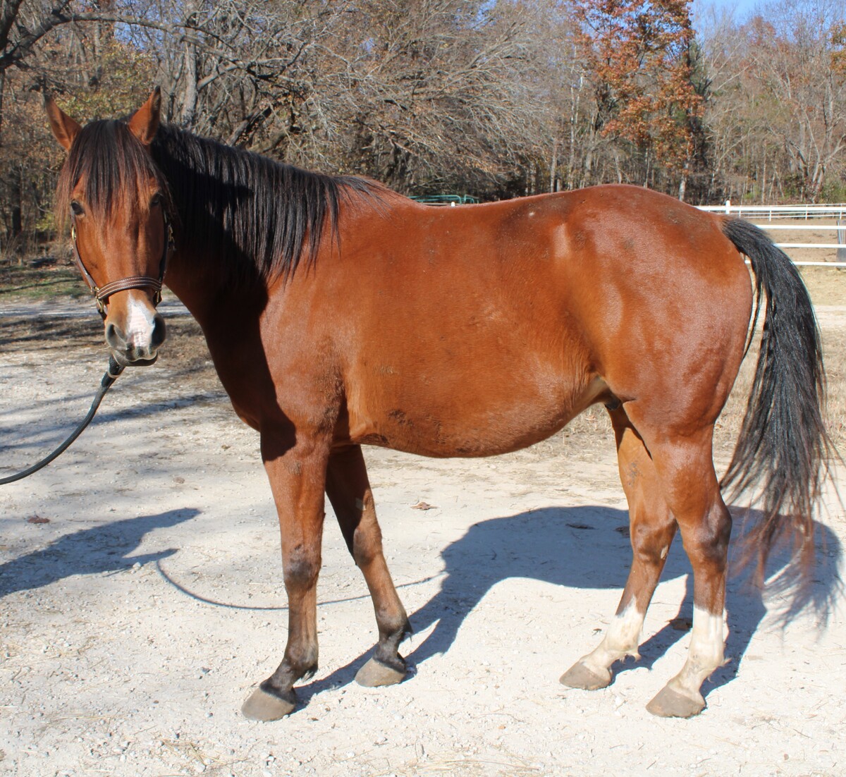 Lloyd, 5yo gelding, 15.2hh