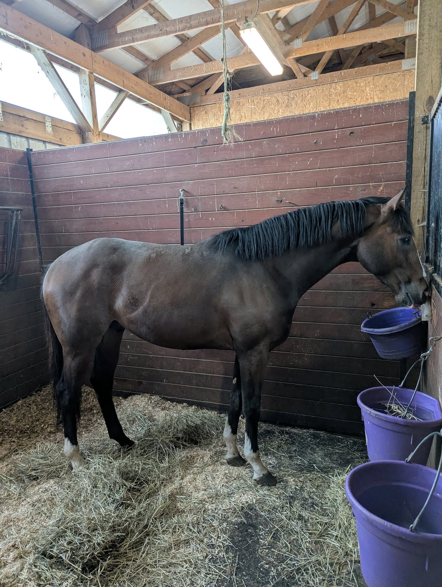 Regal Alliance, 3yo Thoroughbred gelding, 16hh
