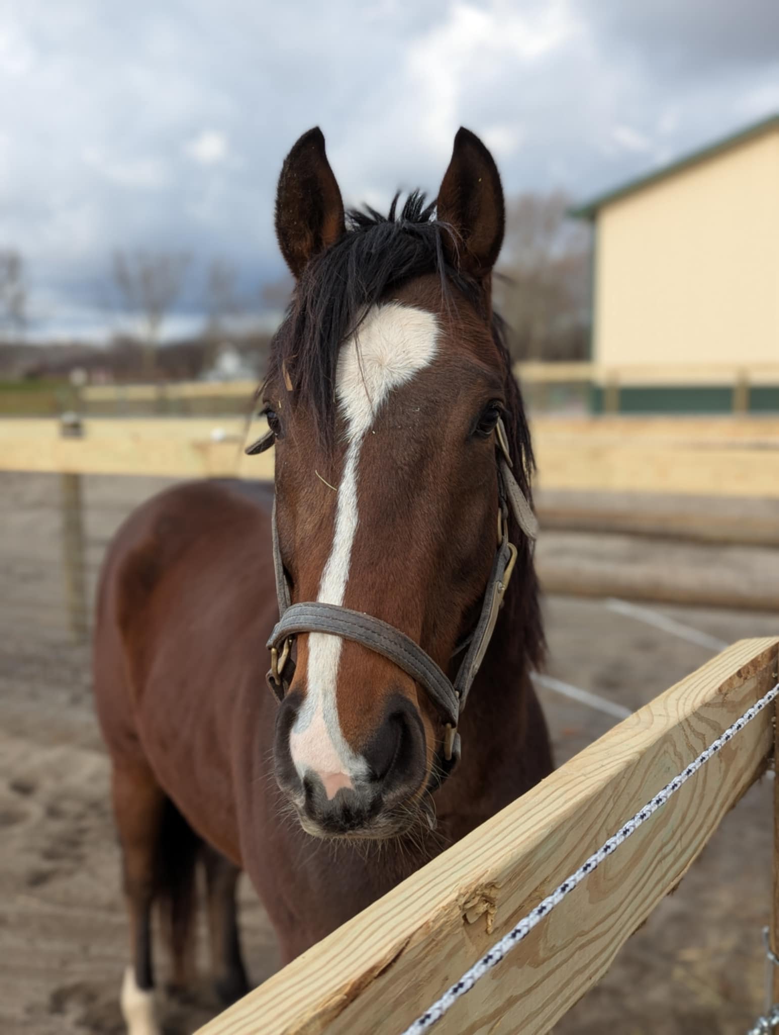 Regal Alliance, 3yo Thoroughbred gelding, 16hh