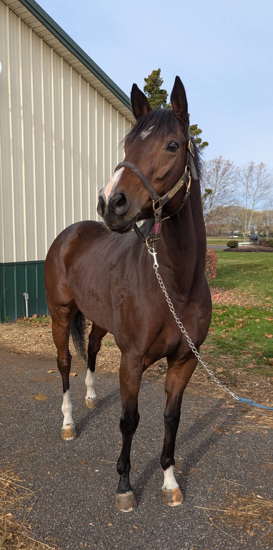 Kitty Tin Tin, 6yo Thoroughbred mare, 16hh