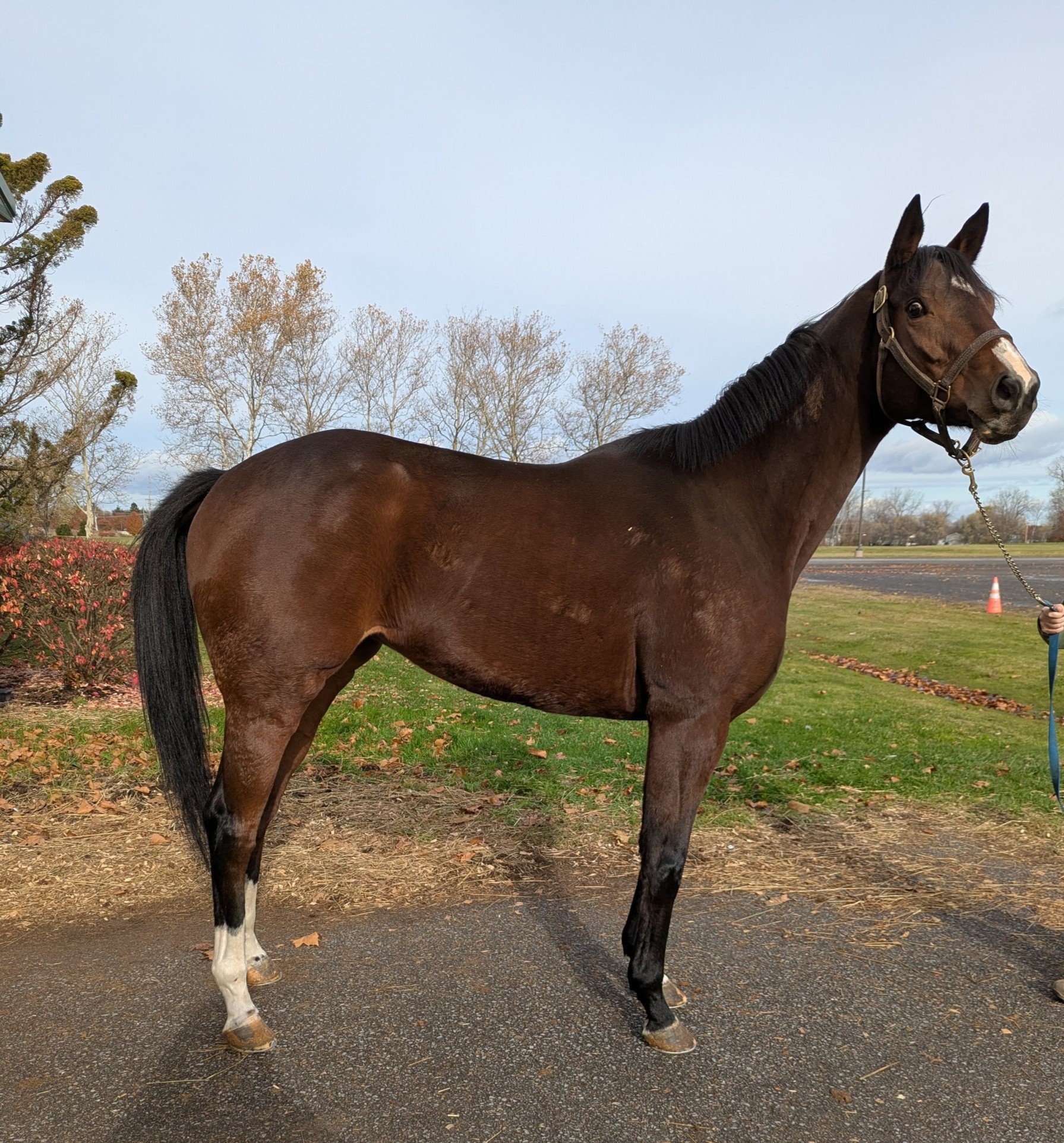 Kitty Tin Tin, 6yo Thoroughbred mare, 16hh