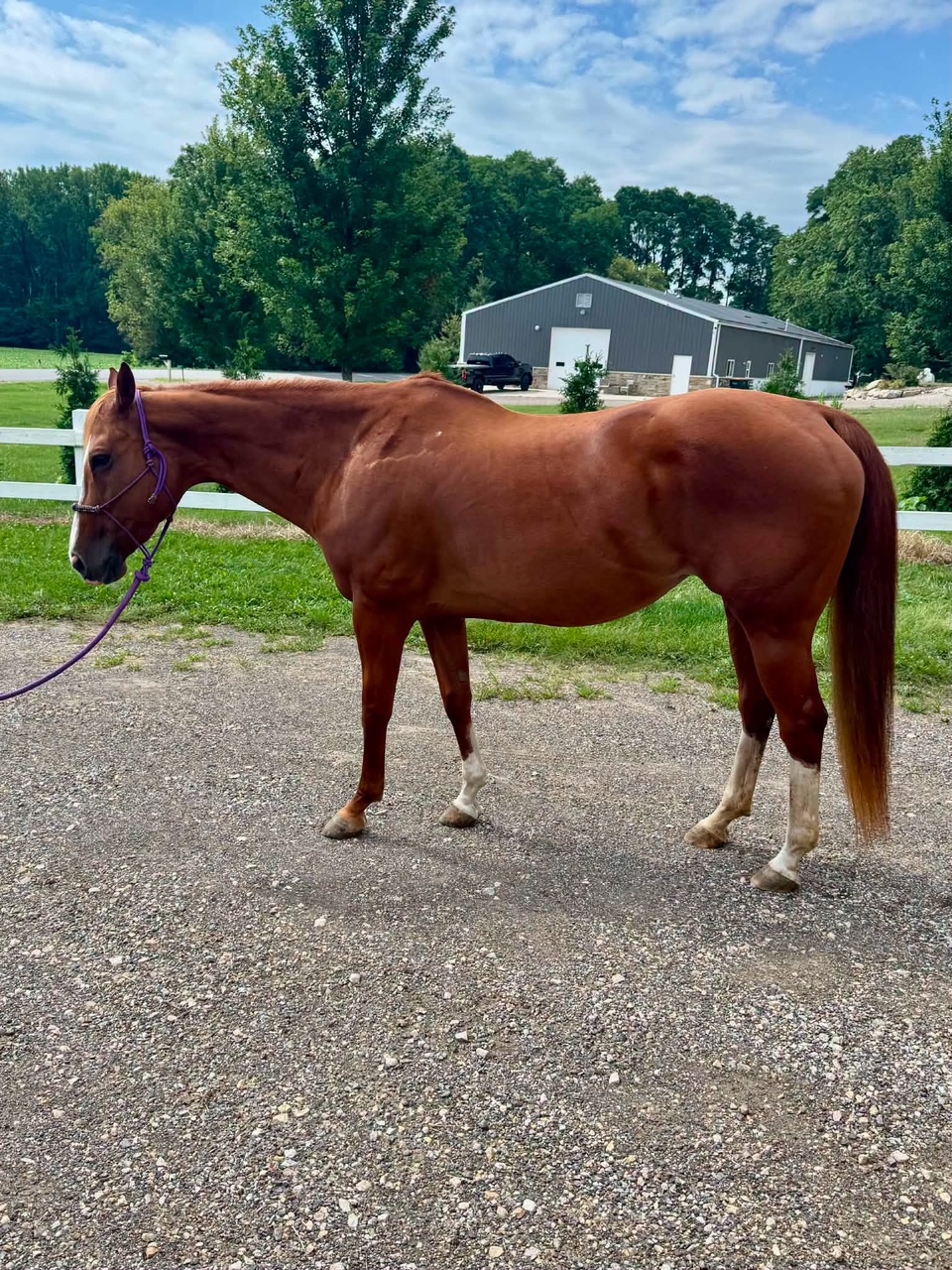 Ruby, 15yo Quarter Horse mare, 15.3hh