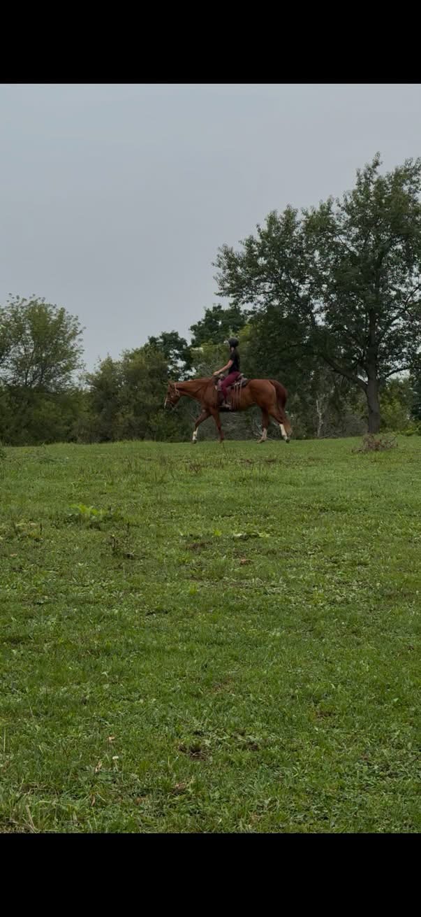 Ruby, 15yo Quarter Horse mare, 15.3hh