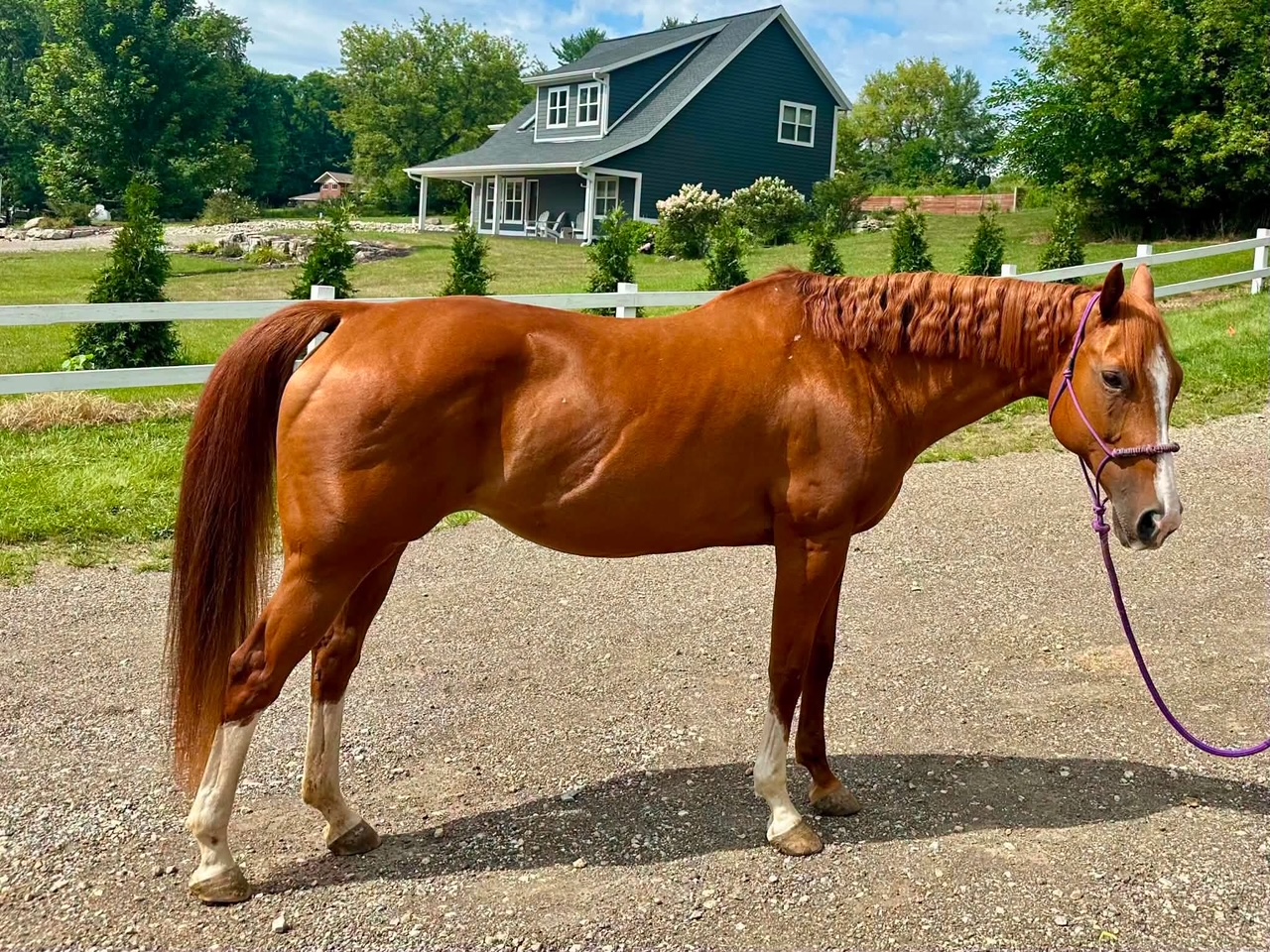 Ruby, 15yo Quarter Horse mare, 15.3hh