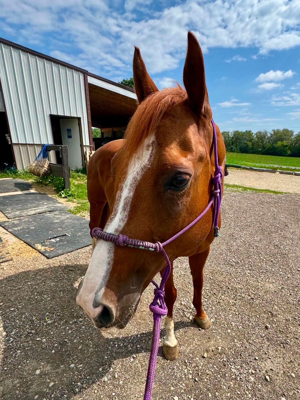 Ruby, 15yo Quarter Horse mare, 15.3hh