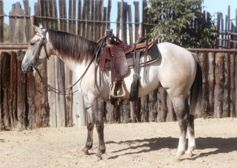 Louies Gone Famous (Louie), 3yo AQHA Quarter Horse gelding