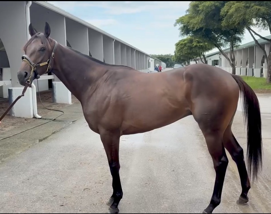 Sir Guinness, 3yo Thoroughbred gelding, 16.1hh