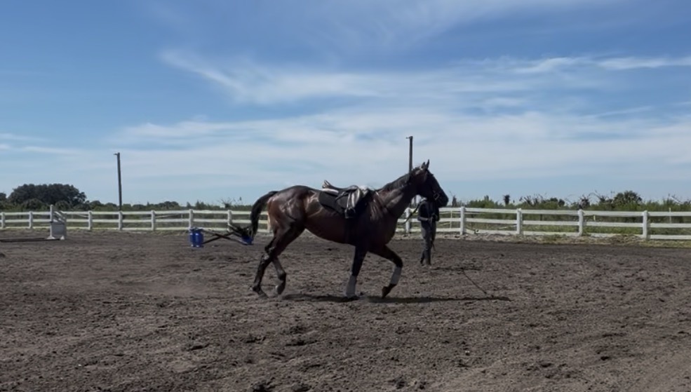 Sir Guinness, 3yo Thoroughbred gelding, 16.1hh