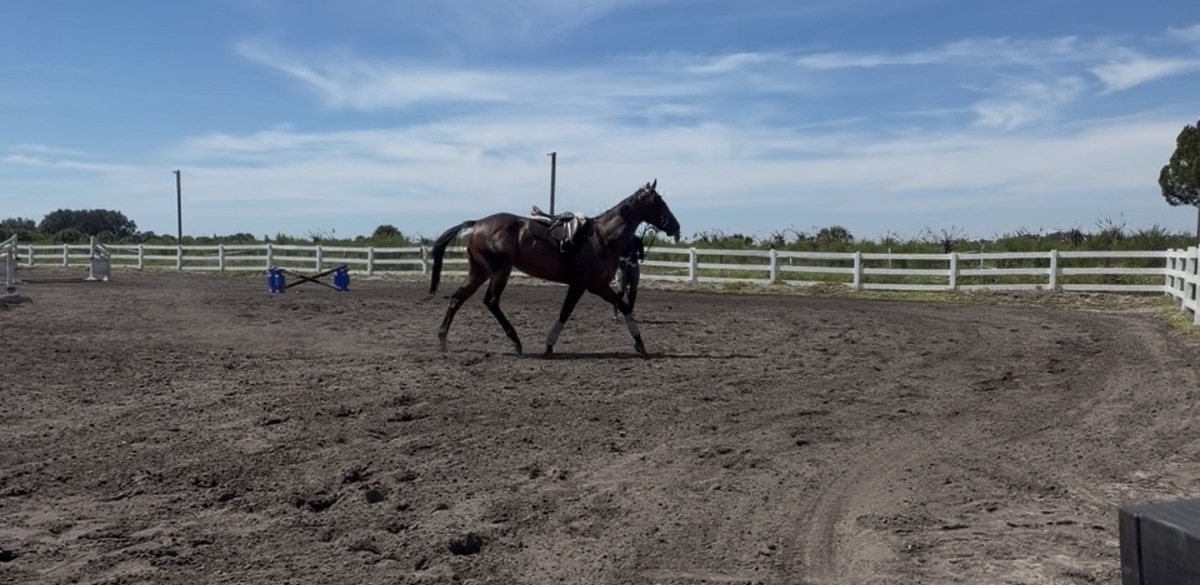 Sir Guinness, 3yo Thoroughbred gelding, 16.1hh