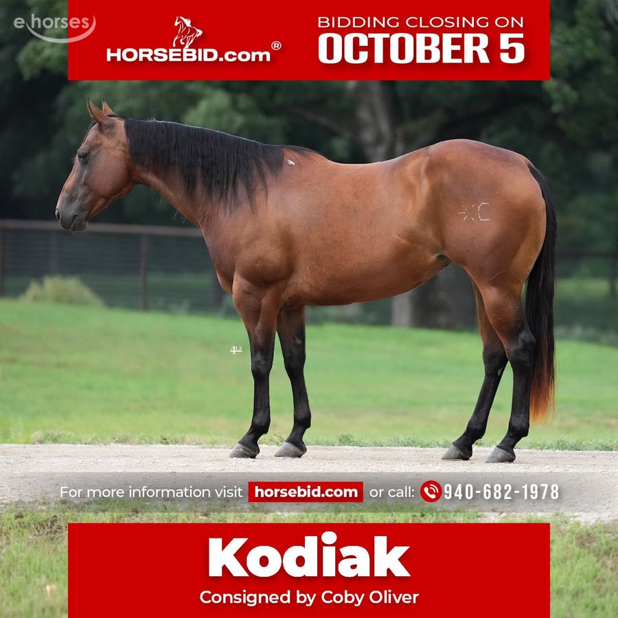 American Quarter Horse, 7yo American Quarter Horse mare