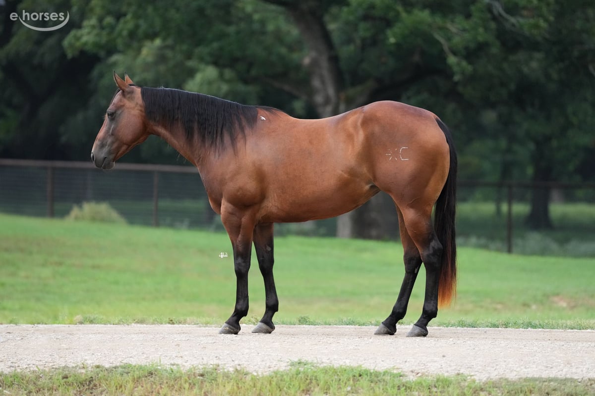 American Quarter Horse, 7yo American Quarter Horse mare