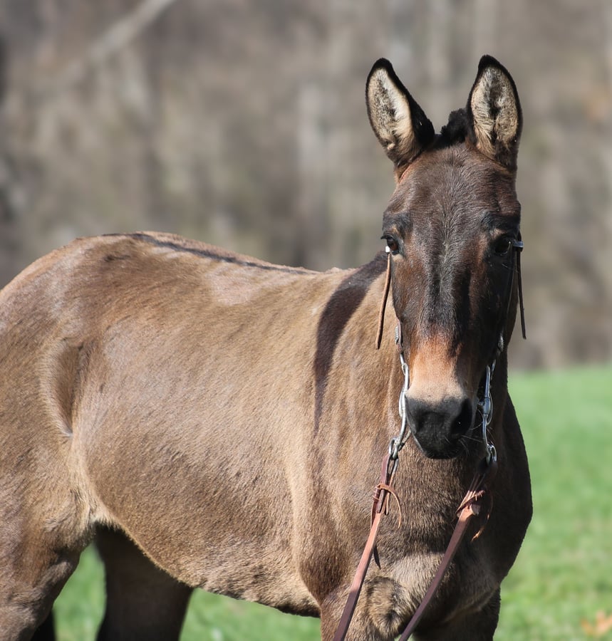 Mule, 9yo Mule gelding, 13hh