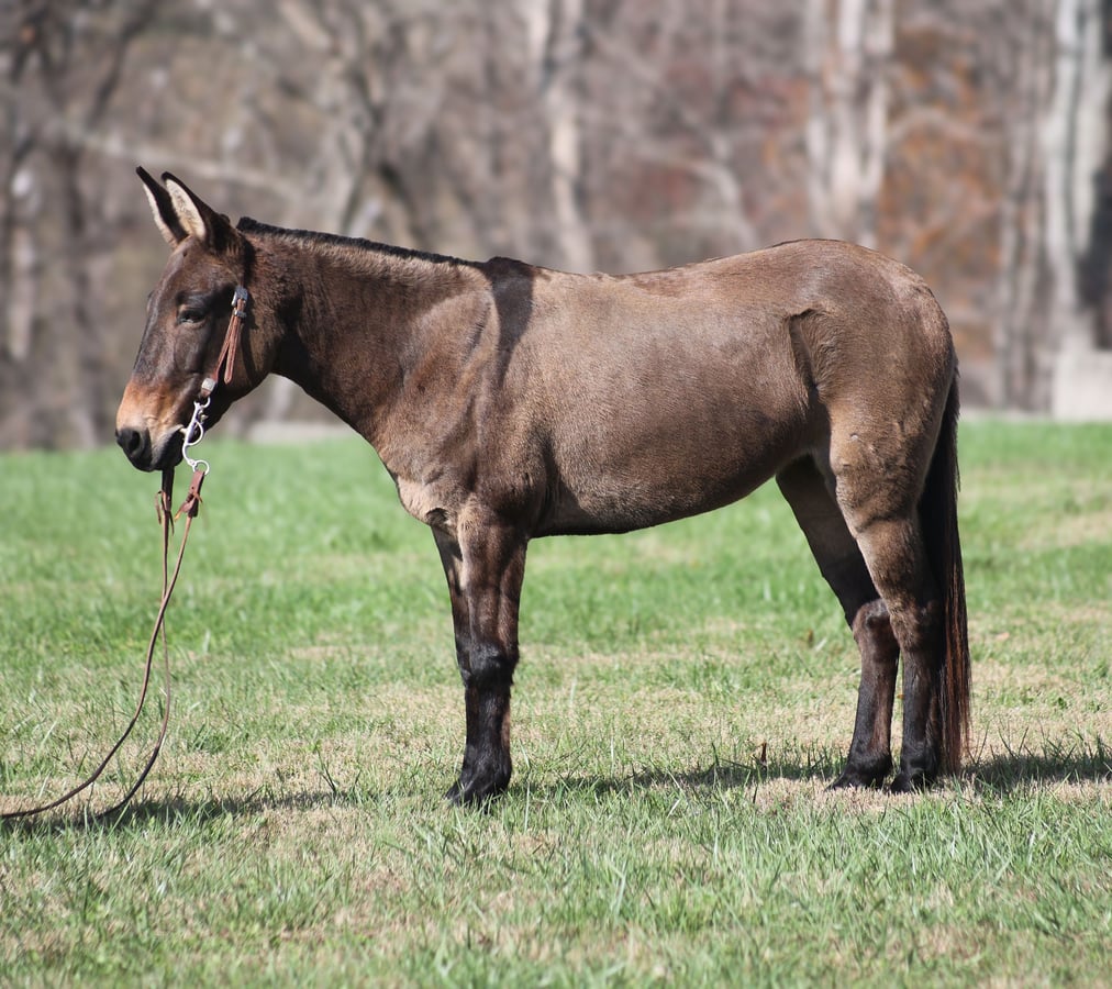 Mule, 9yo Mule gelding, 13hh
