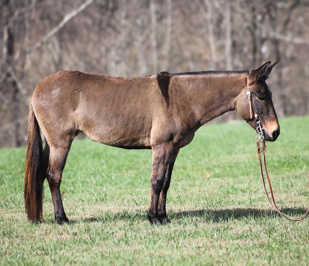 Mule, 9yo Mule gelding, 13hh