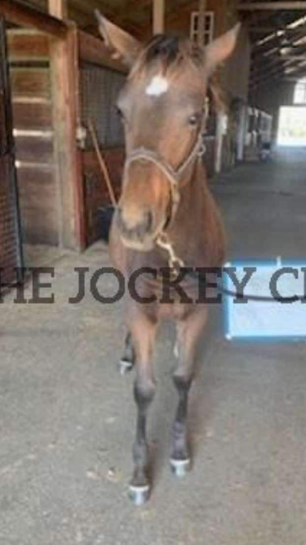 Arya, 4yo Thoroughbred mare, 15.3hh